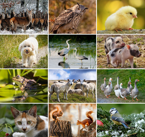 Wall calendar 2024 Animals 13p A4 A3 Images