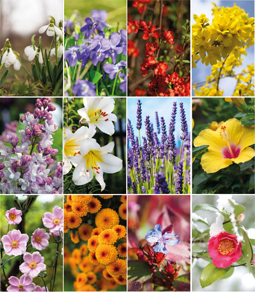 Wall calendar 2024 Flowers 13p 30x47cm Images