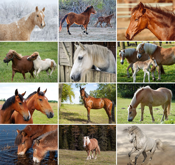 Wall calendar 2024 Horses 13p A4 A3 Images